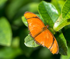 Close-up of butterfly on leaf