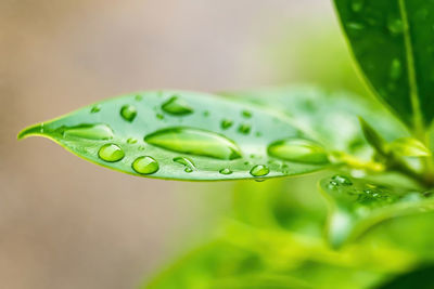 Close-up of water drops on leaves