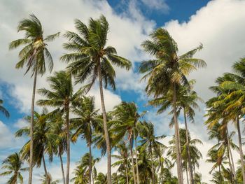 Low angle view of coconut palm trees against sky