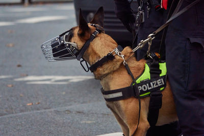 Police dog standing on road in city