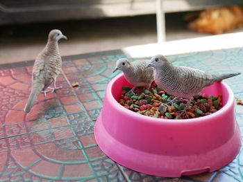 Close-up of pigeons perching