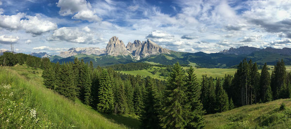 Panoramic view of pine trees against sky