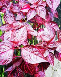 Full frame shot of flowers