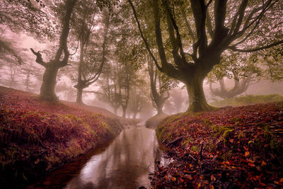 Road amidst trees in forest