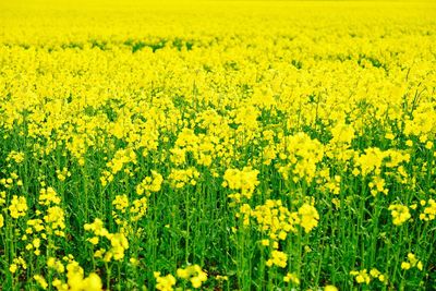 Scenic view of oilseed rape field