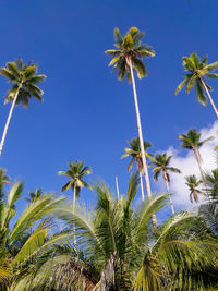 Coconut trees and blue skies in north maluku, indonesia