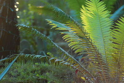 Close-up of fern leaves on field