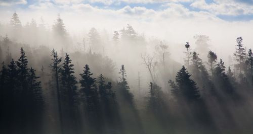 Panoramic view of trees in forest against sky