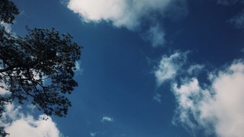Low angle view of trees against sky