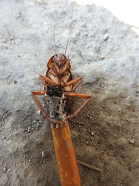 High angle view of insect on rock