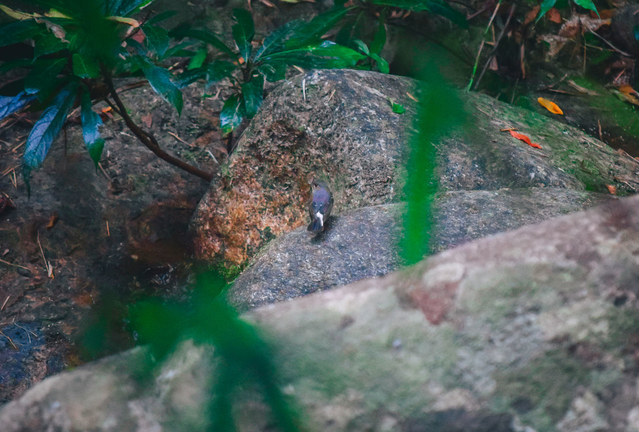 HIGH ANGLE VIEW OF BIRDS ON LAND