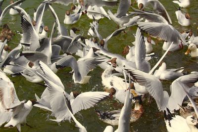 Close-up of birds