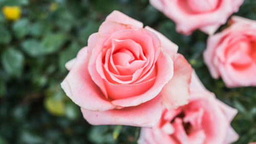 Close-up of pink rose