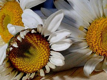 Close-up of daisy