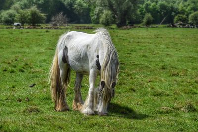 Horse grazing on field