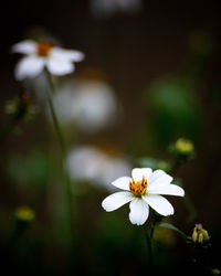 Close-up of white flowering plant on field