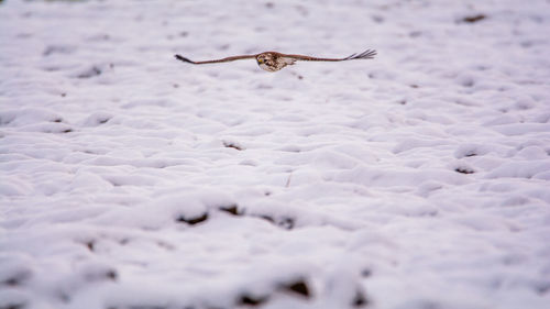 Close-up of lizard