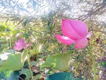 Close-up of pink flowers blooming outdoors