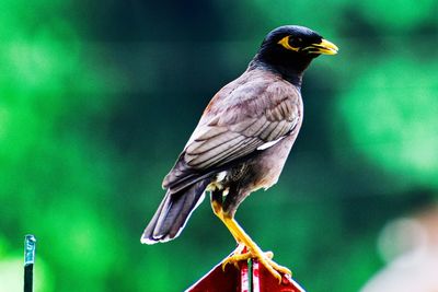 Close-up of bird perching on plant