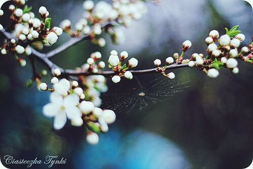 Spider's web