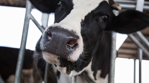 Close-up of cow