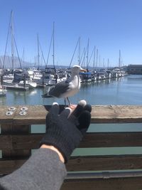 View of seagull at harbor