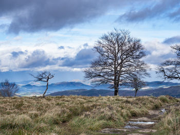 Bare tree on field against sky