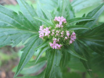 Close-up of flowers blooming outdoors