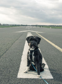 Dog sitting on road against sky