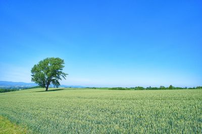 Scenic view of agricultural field against clear blue sky