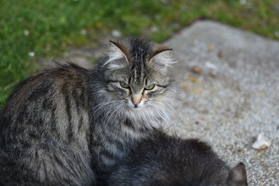 Close-up portrait of cat sitting outdoors