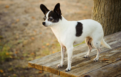 Chihuahua dog standing on wooden bench by tree trunk