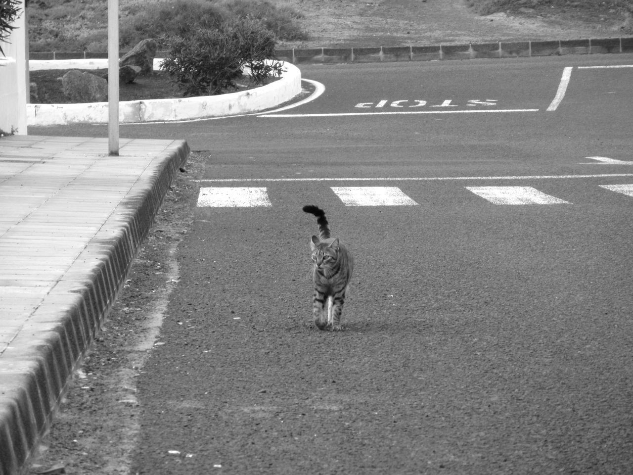 HIGH ANGLE VIEW OF WOMAN WALKING ON STREET