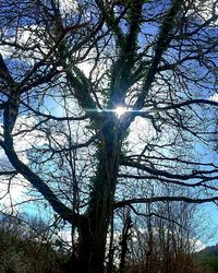 Sun shining through trees