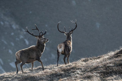 Deer standing on field