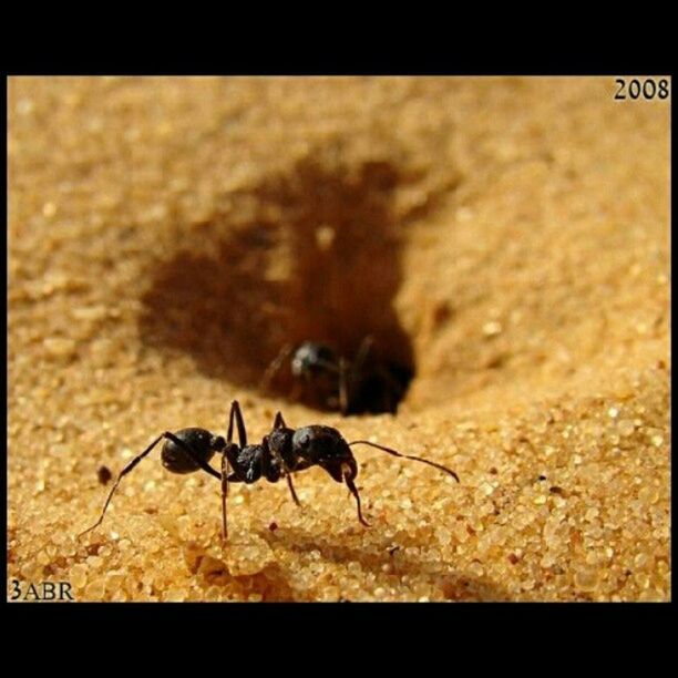 animal themes, animals in the wild, wildlife, transfer print, one animal, auto post production filter, insect, full length, sand, selective focus, zoology, close-up, nature, side view, sunlight, outdoors, no people, beach, vignette, day