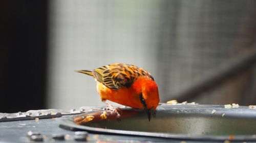 Close-up of orange bird perching on container