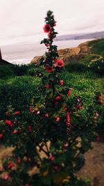 Close-up of flowers growing on beach against sky