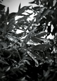 Close-up of leaves