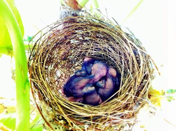 Close-up of bird