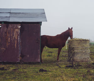 Horse standing on field against sky