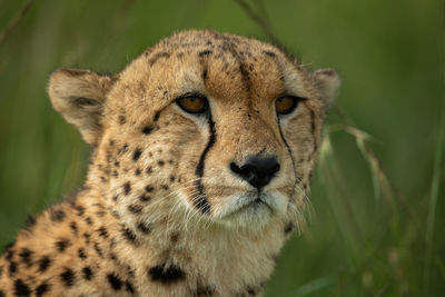 Close-up of cheetah head in tall grass