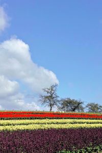 Scenic view of flowering plants on field against sky