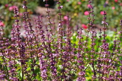 Close-up of purple flowering plants on field