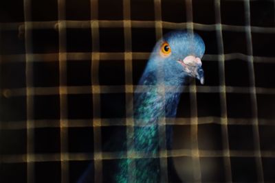 Close-up of parrot in cage