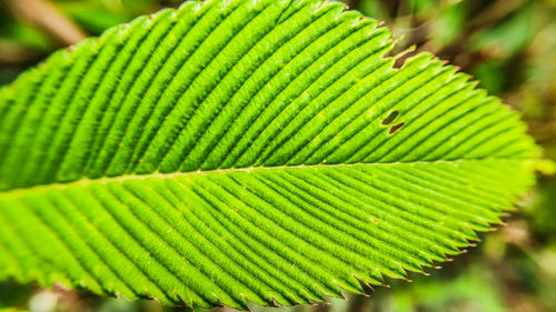 Close-up of green leaves