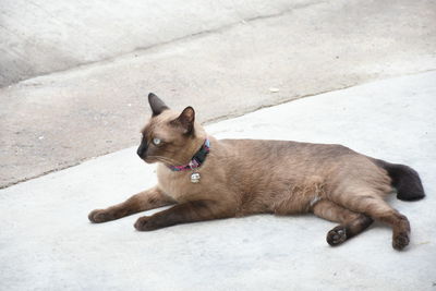 High angle view of dog resting