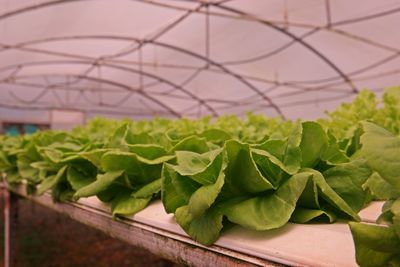 Close-up of plant growing in greenhouse