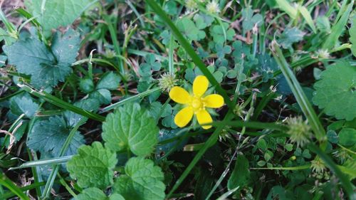 Close-up of yellow flower