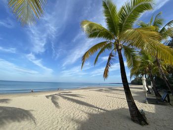 Palm trees on beach against sky